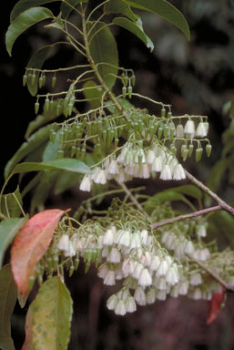 APII jpeg image of Elaeocarpus culminicola  © contact APII