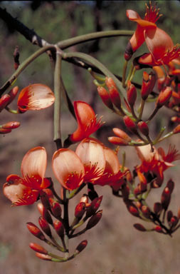 APII jpeg image of Erythrina vespertilio  © contact APII