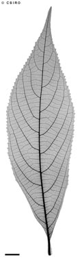 APII jpeg image of Callicarpa longifolia  © contact APII