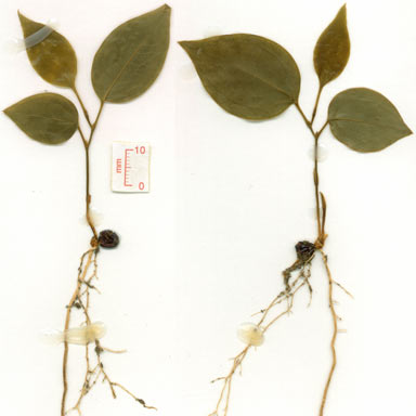 APII jpeg image of Smilax australis  © contact APII