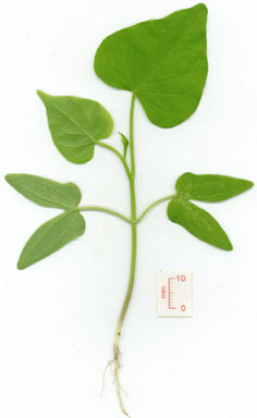 APII jpeg image of Ipomoea triloba  © contact APII