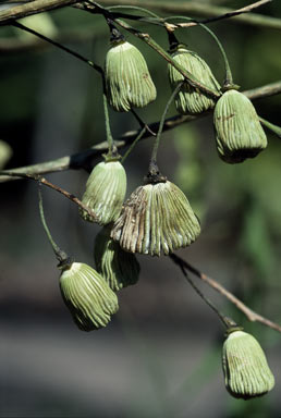 APII jpeg image of Codonocarpus attenuatus  © contact APII