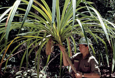 APII jpeg image of Pandanus zea  © contact APII