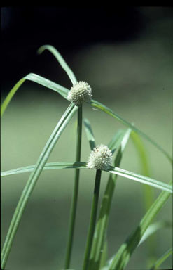 APII jpeg image of Cyperus triceps  © contact APII