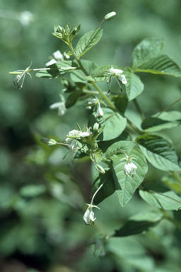 APII jpeg image of Cleome aculeata  © contact APII