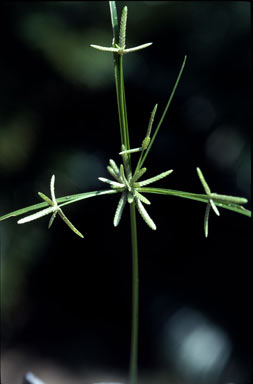 APII jpeg image of Cyperus trinervis  © contact APII