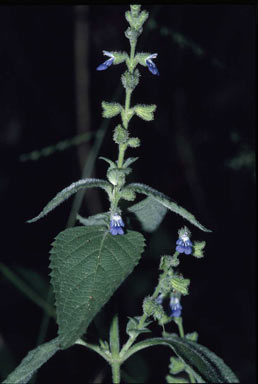 APII jpeg image of Salvia plebeia  © contact APII