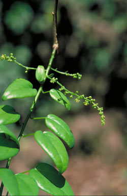 APII jpeg image of Tinospora smilacina  © contact APII