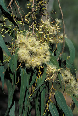 APII jpeg image of Eucalyptus tereticornis  © contact APII