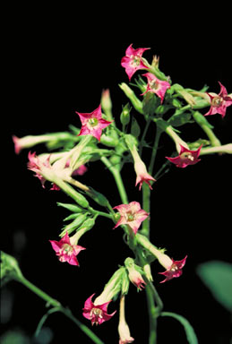 APII jpeg image of Nicotiana tabacum  © contact APII