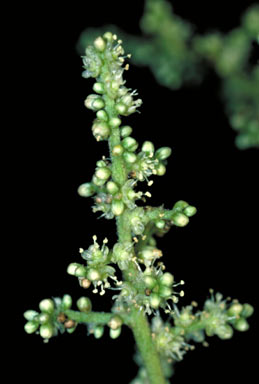 APII jpeg image of Deeringia arborescens  © contact APII