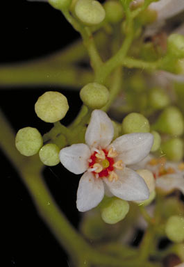 APII jpeg image of Flindersia ifflana  © contact APII