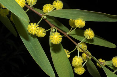 APII jpeg image of Acacia fleckeri  © contact APII