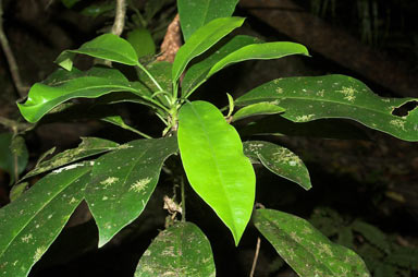 APII jpeg image of Baloghia parviflora  © contact APII