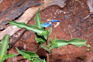 APII jpeg image of Commelina diffusa  © contact APII