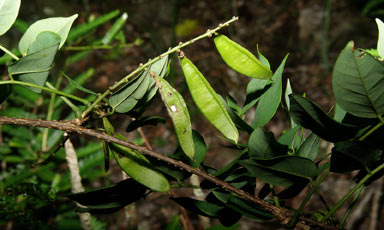 APII jpeg image of Derris sp. Daintree (D.E.Boyland+ 469)  © contact APII