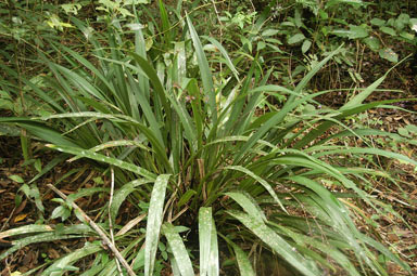 APII jpeg image of Dianella atraxis  © contact APII