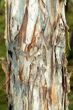 APII jpeg image of Melaleuca viridiflora  © contact APII