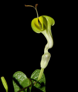 APII jpeg image of Aristolochia sparusifolia  © contact APII