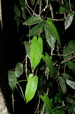 APII jpeg image of Aristolochia sparusifolia  © contact APII