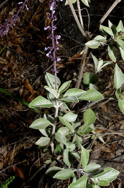 APII jpeg image of Plectranthus amicorum  © contact APII