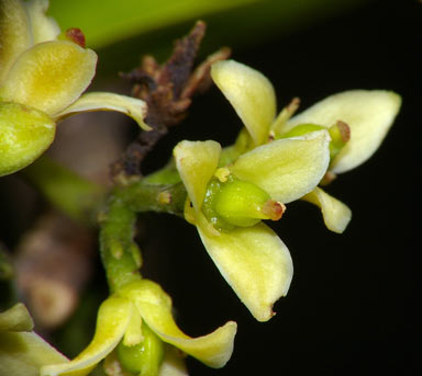 APII jpeg image of Zanthoxylum brachyacanthum  © contact APII