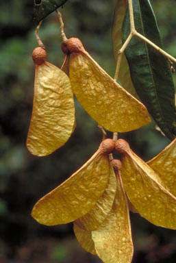 APII jpeg image of Argyrodendron sp. Boonjie (B.P.Hyland,<br/>RFK 2139)  © contact APII