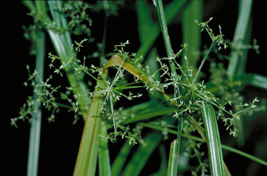 APII jpeg image of Cyperus laxus  © contact APII