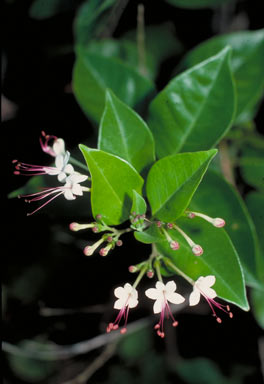 APII jpeg image of Clerodendrum inerme  © contact APII