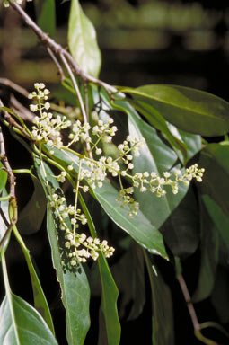 APII jpeg image of Corynocarpus cribbianus  © contact APII