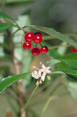 APII jpeg image of Ardisia crenata  © contact APII