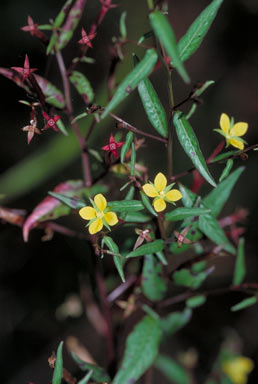 APII jpeg image of Ludwigia hyssopifolia  © contact APII