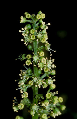 APII jpeg image of Mischocarpus grandissimus  © contact APII