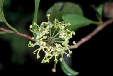 APII jpeg image of Stenocarpus reticulatus  © contact APII