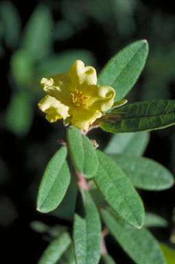 APII jpeg image of Hibbertia melhanioides  © contact APII