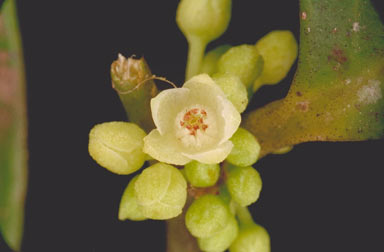 APII jpeg image of Casearia dallachii  © contact APII