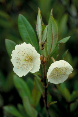 APII jpeg image of Eucryphia wilkiei  © contact APII