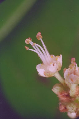 APII jpeg image of Sarcopteryx reticulata  © contact APII