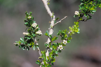 APII jpeg image of Pittosporum spinescens  © contact APII