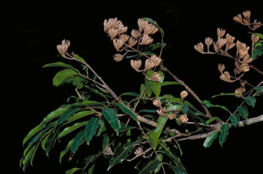 APII jpeg image of Blepharocarya involucrigera  © contact APII