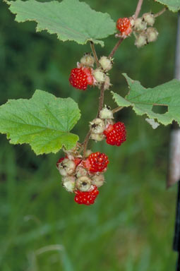 APII jpeg image of Rubus alceifolius  © contact APII