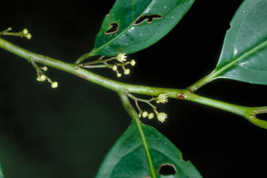 APII jpeg image of Perrottetia arborescens  © contact APII