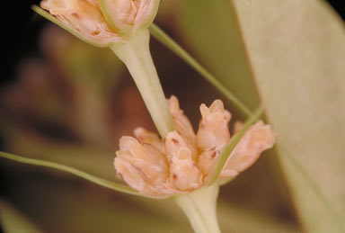 APII jpeg image of Lomandra hystrix  © contact APII