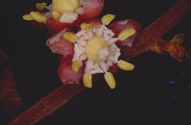 APII jpeg image of Cupaniopsis flagelliformis  © contact APII