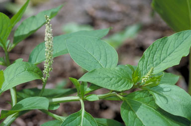 APII jpeg image of Phytolacca octandra  © contact APII