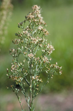 APII jpeg image of Erigeron canadensis  © contact APII