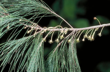 APII jpeg image of Allocasuarina torulosa  © contact APII