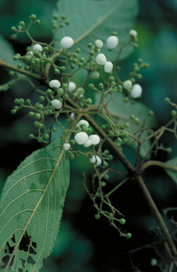 APII jpeg image of Callicarpa longifolia  © contact APII