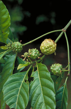 APII jpeg image of Morinda bracteata var. celebica  © contact APII