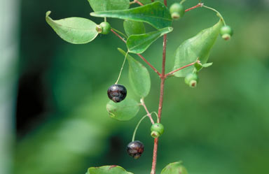 APII jpeg image of Uromyrtus tenella  © contact APII